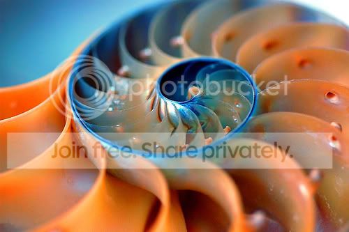 Стих о веронике.