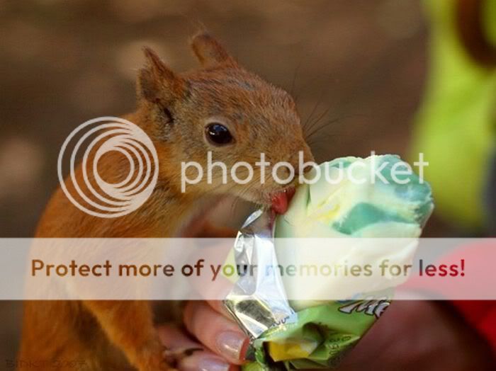Squirrel Sharing An Ice Cream Pictures, Images and Photos