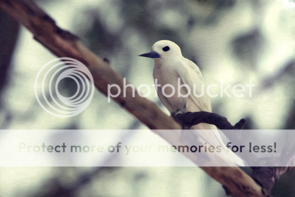 IMAGE: http://i624.photobucket.com/albums/tt325/RonA18/BirdPixel.jpg