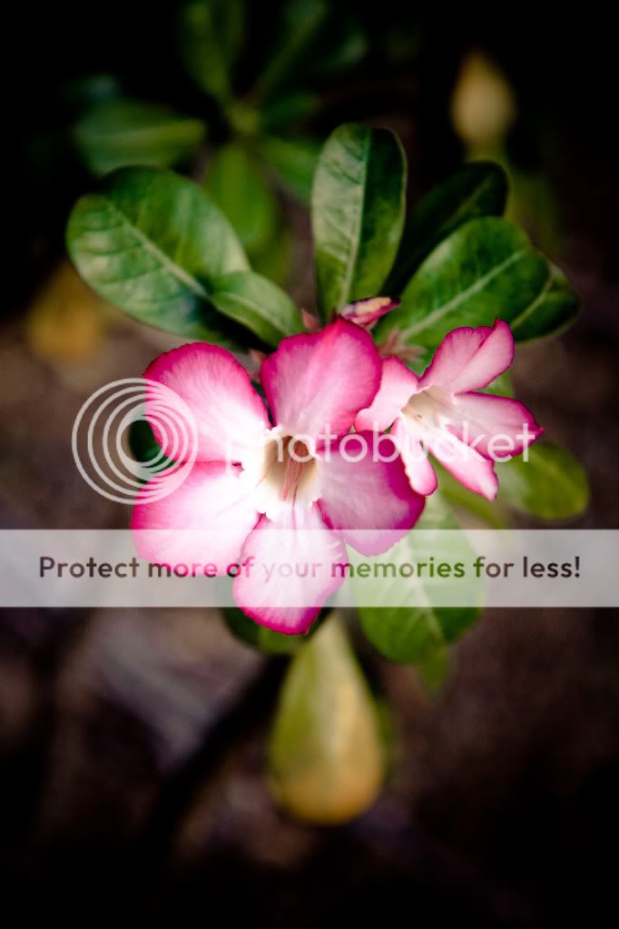 IMAGE: http://i624.photobucket.com/albums/tt325/RonA18/For%20Canon%20Digital%20Photography/IMG_9674.jpg