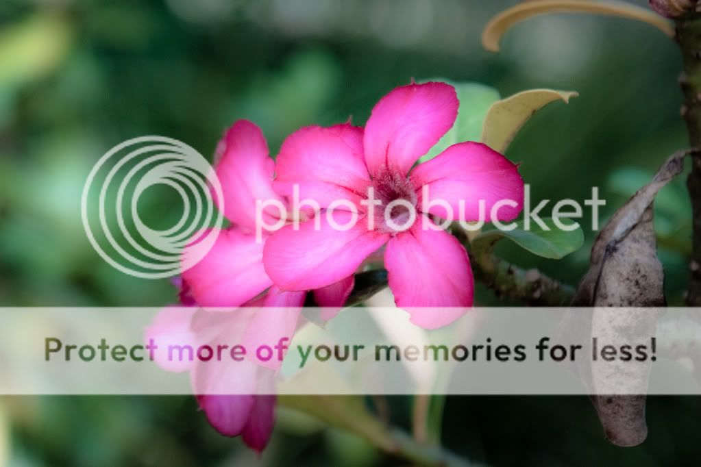 IMAGE: http://i624.photobucket.com/albums/tt325/RonA18/For%20Canon%20Digital%20Photography/IMG_9675.jpg