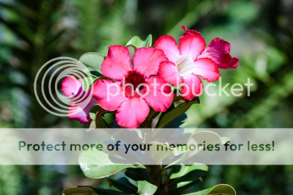 IMAGE: http://i624.photobucket.com/albums/tt325/RonA18/For%20Canon%20Digital%20Photography/IMG_9684.jpg