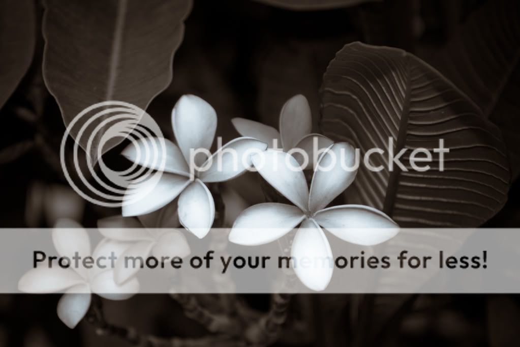 IMAGE: http://i624.photobucket.com/albums/tt325/RonA18/For%20Canon%20Digital%20Photography/IMG_9708.jpg