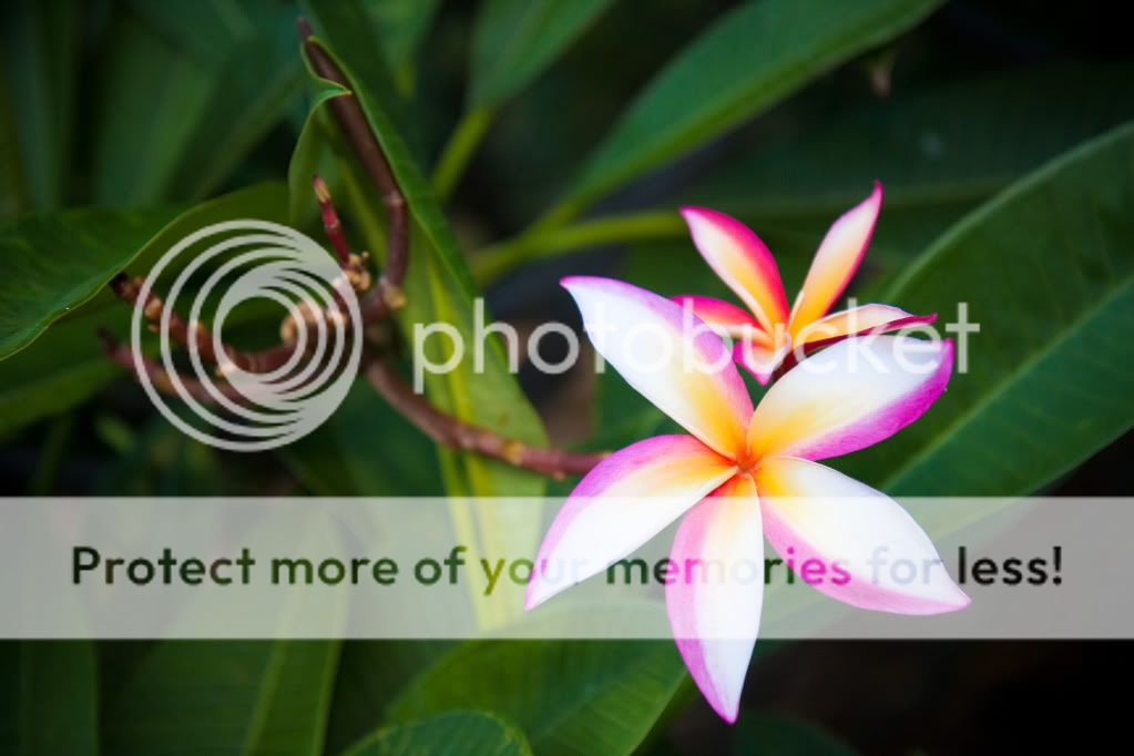 IMAGE: http://i624.photobucket.com/albums/tt325/RonA18/For%20Canon%20Digital%20Photography/IMG_9710.jpg