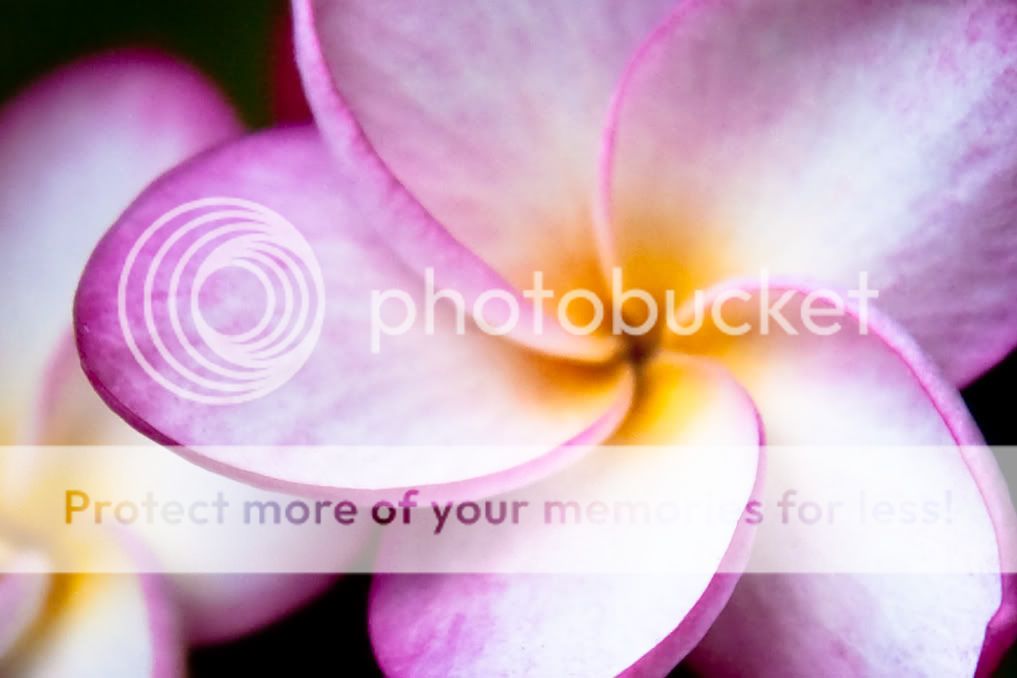 IMAGE: http://i624.photobucket.com/albums/tt325/RonA18/For%20Canon%20Digital%20Photography/IMG_9717.jpg