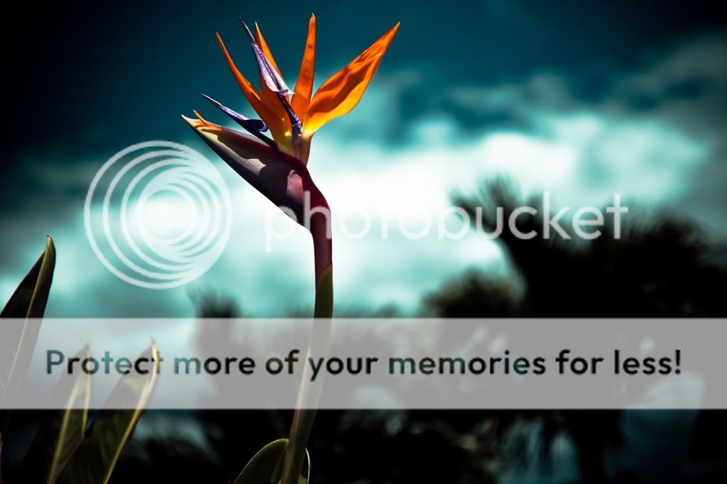 IMAGE: http://i624.photobucket.com/albums/tt325/RonA18/IMG_0417-Edit.jpg