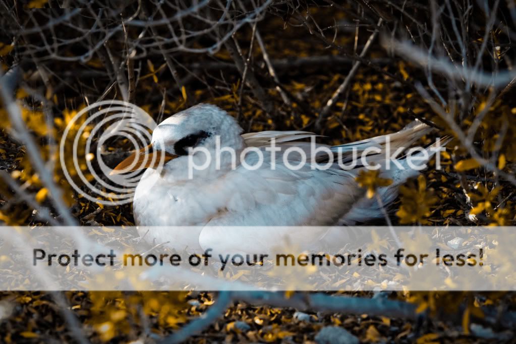 IMAGE: http://i624.photobucket.com/albums/tt325/RonA18/IMG_3532.jpg