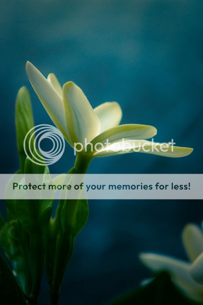 IMAGE: http://i624.photobucket.com/albums/tt325/RonA18/IMG_3986.jpg