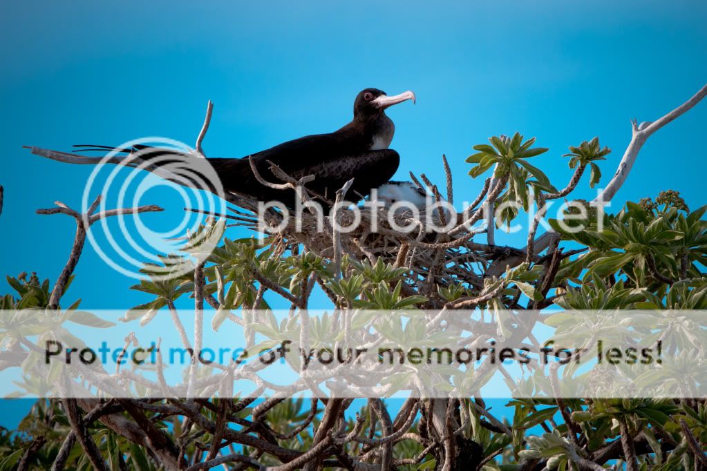 IMAGE: http://i624.photobucket.com/albums/tt325/RonA18/IMG_4618.jpg