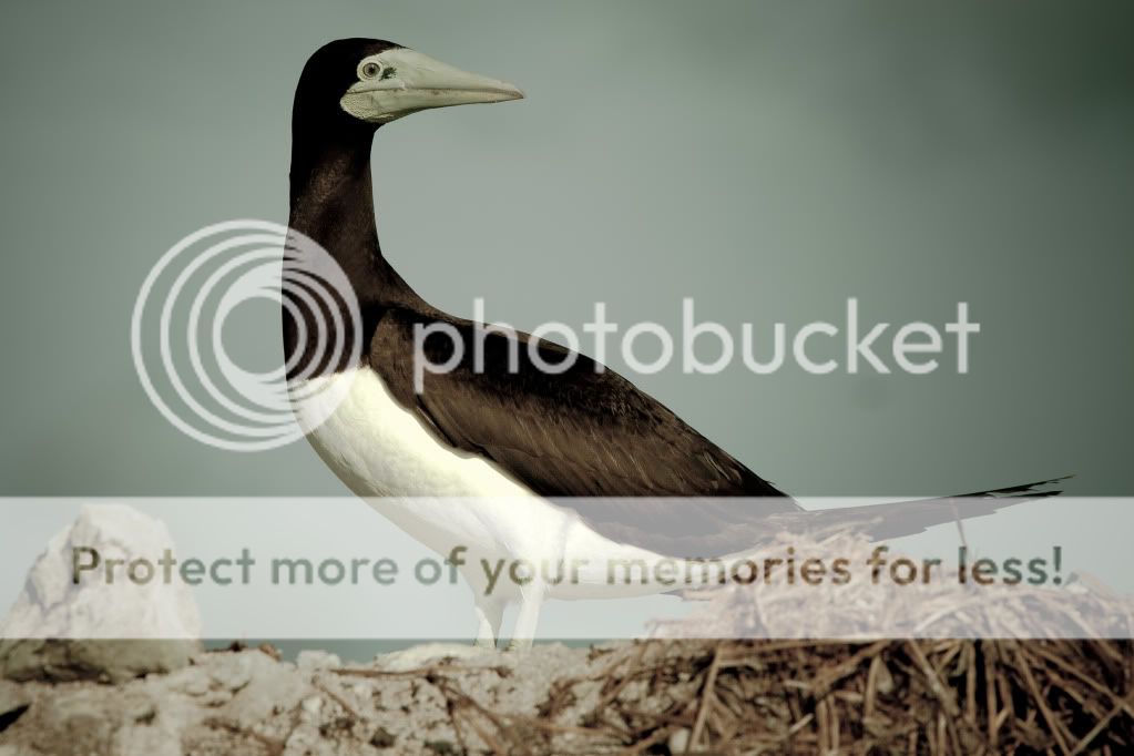 IMAGE: http://i624.photobucket.com/albums/tt325/RonA18/IMG_4650.jpg