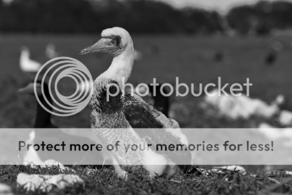 IMAGE: http://i624.photobucket.com/albums/tt325/RonA18/IMG_4656.jpg