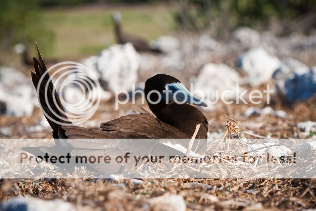 IMAGE: http://i624.photobucket.com/albums/tt325/RonA18/IMG_4669.jpg