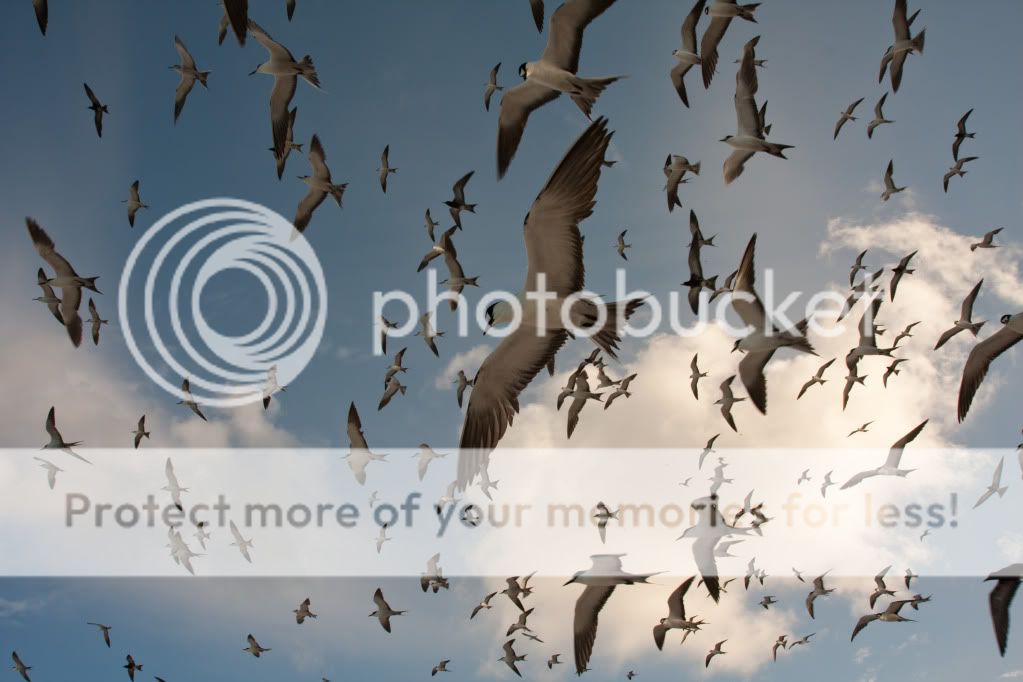 IMAGE: http://i624.photobucket.com/albums/tt325/RonA18/IMG_4689-2.jpg