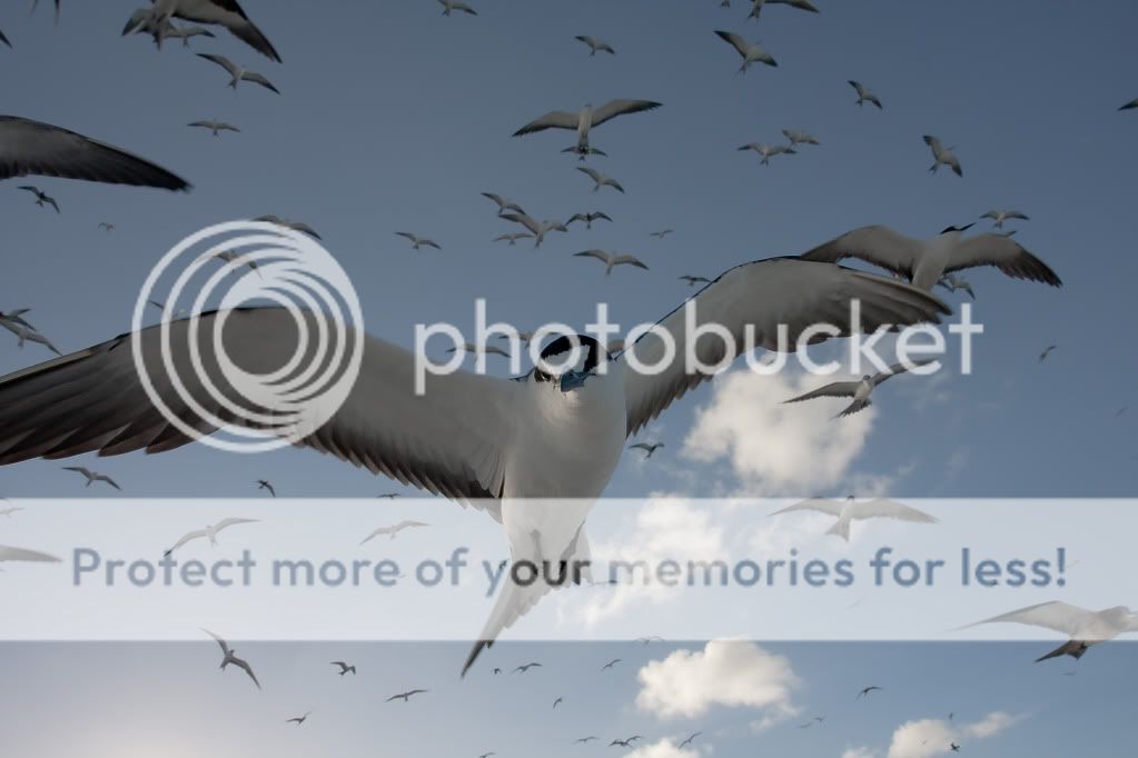 IMAGE: http://i624.photobucket.com/albums/tt325/RonA18/IMG_4693-2.jpg