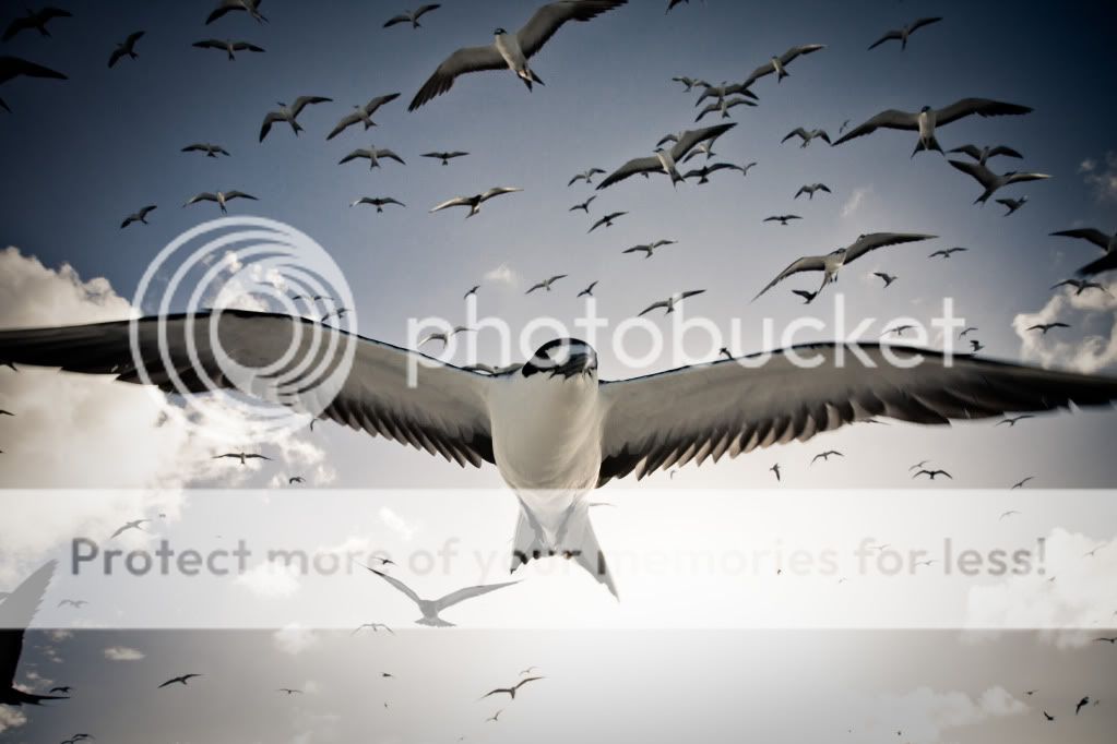 IMAGE: http://i624.photobucket.com/albums/tt325/RonA18/IMG_4694.jpg