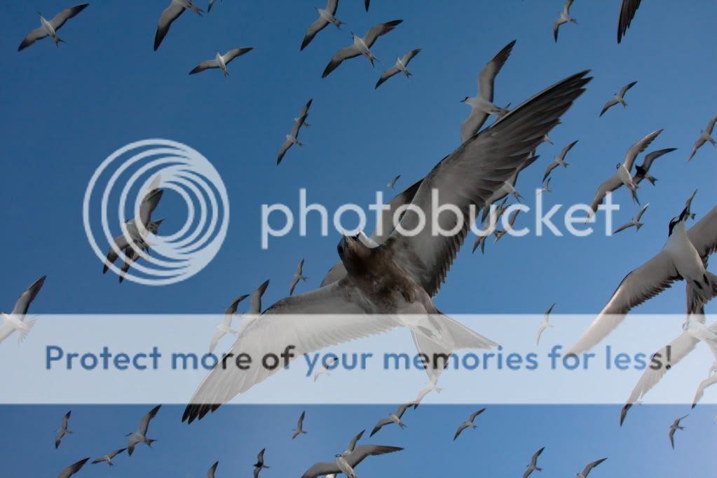 IMAGE: http://i624.photobucket.com/albums/tt325/RonA18/IMG_4697-2-1.jpg