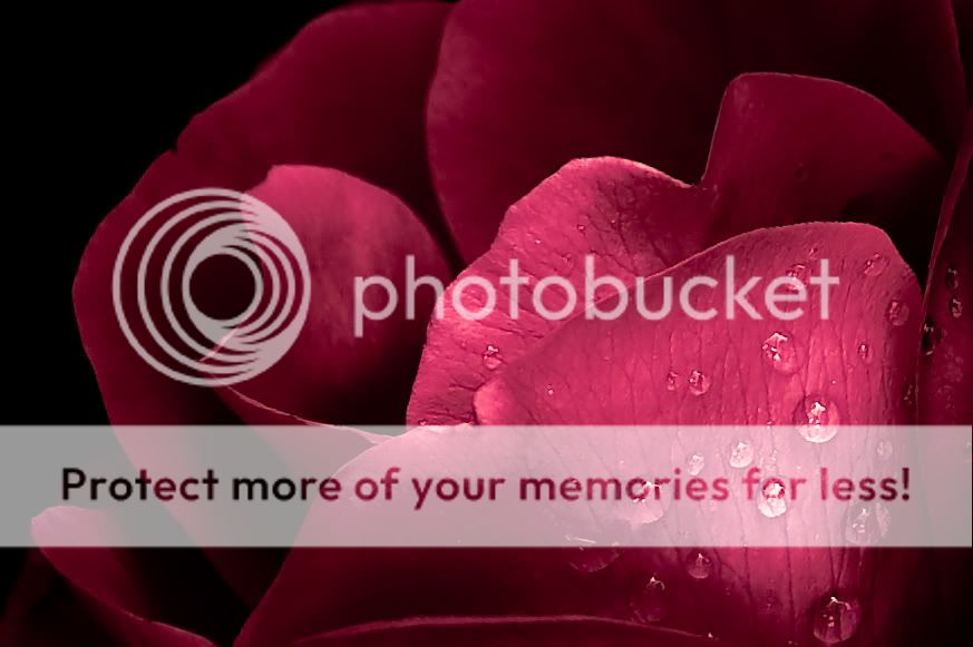 IMAGE: http://i624.photobucket.com/albums/tt325/RonA18/Nature%20and%20Landscape/IMG_9927-2.jpg