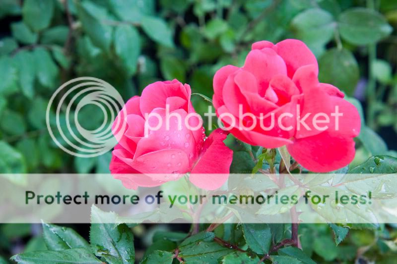 IMAGE: http://i624.photobucket.com/albums/tt325/RonA18/Nature%20and%20Landscape/IMG_9927.jpg