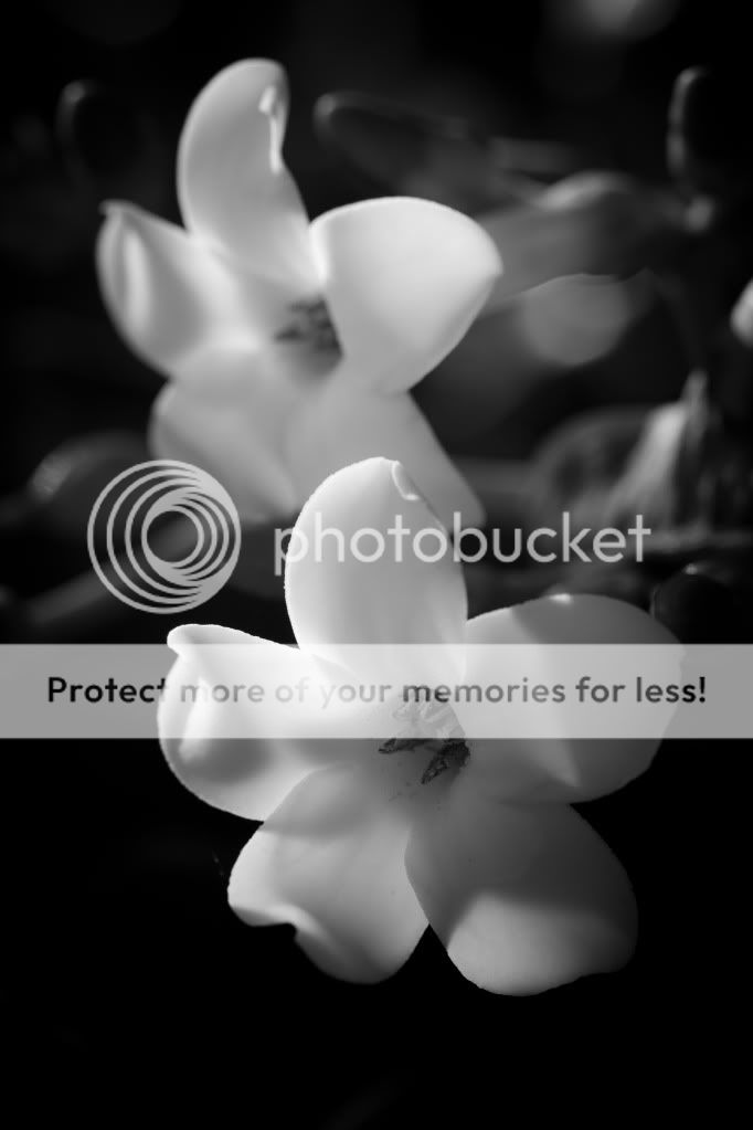 IMAGE: http://i624.photobucket.com/albums/tt325/RonA18/_MG_0623.jpg