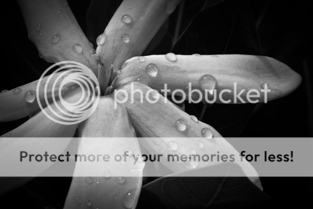 IMAGE: http://i624.photobucket.com/albums/tt325/RonA18/_MG_0917.jpg