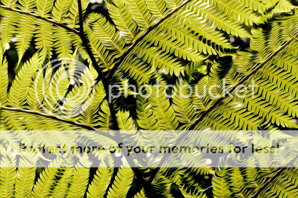 IMAGE: http://i624.photobucket.com/albums/tt325/RonA18/_MG_9347-Edit.jpg