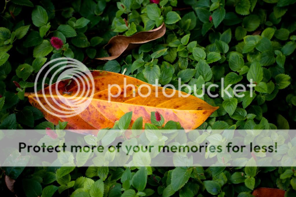 IMAGE: http://i624.photobucket.com/albums/tt325/RonA18/_MG_9382.jpg