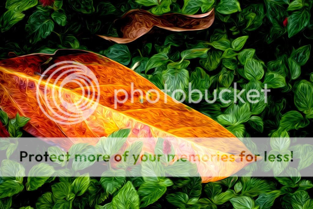 IMAGE: http://i624.photobucket.com/albums/tt325/RonA18/_MG_9382CropBemder.jpg