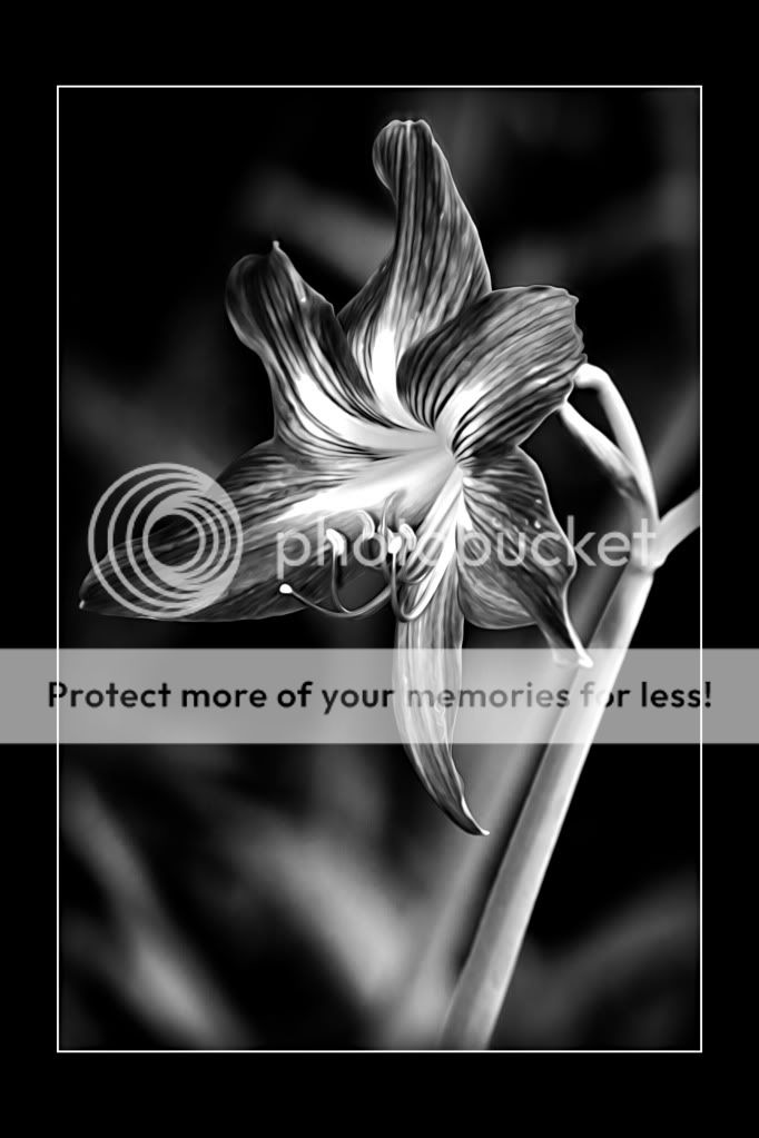 IMAGE: http://i624.photobucket.com/albums/tt325/RonA18/_MG_9409.jpg