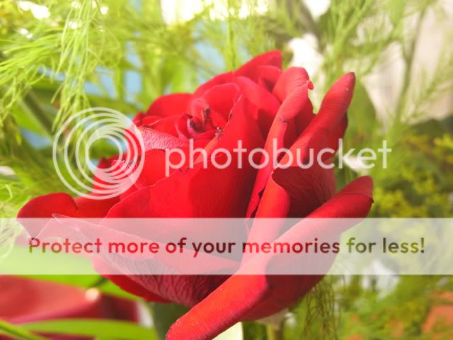 topic về những hình ảnh chụp bằng điện thoại di động - 1