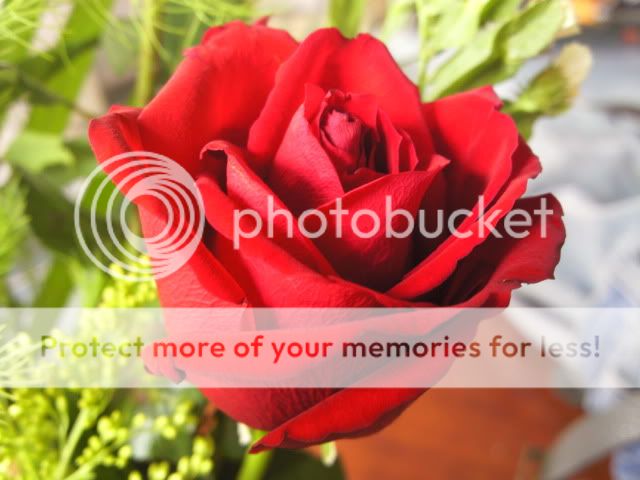 topic về những hình ảnh chụp bằng điện thoại di động - 2