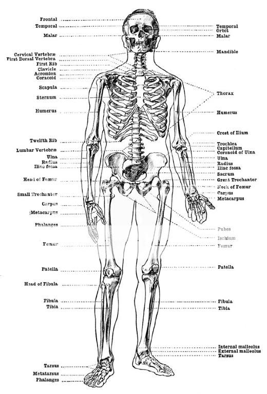 labeled-skeleton-1-1.jpg Photo by jessicaisred | Photobucket