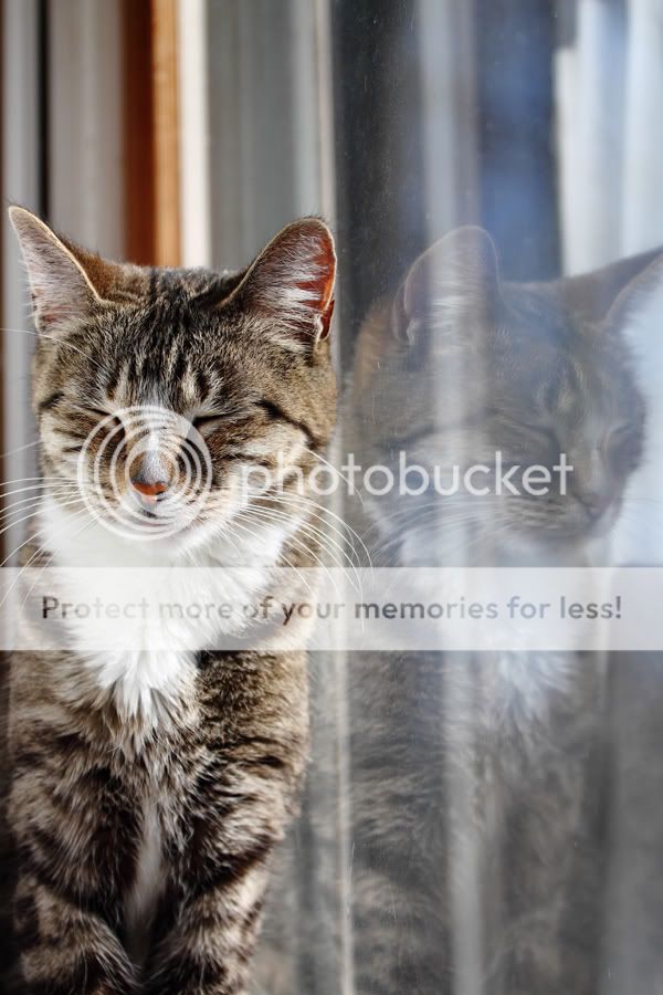 IMAGE: http://i624.photobucket.com/albums/tt328/DianaBanana1979/POTN/_MG_1820b.jpg