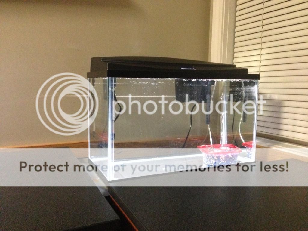 My College Dorm Aquarium Thread Garden Pond Forums