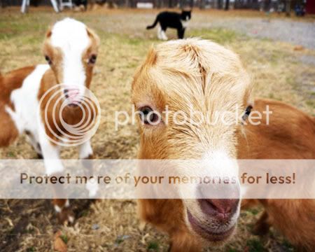 HELP!  GOAT Bleeding! - Goats