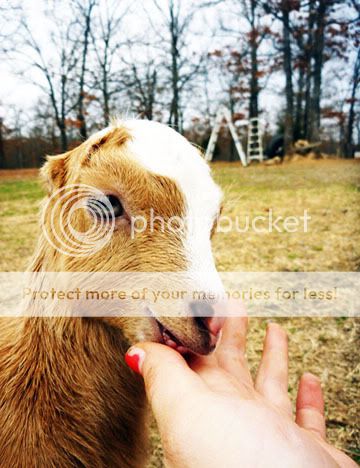 HELP!  GOAT Bleeding! - Goats