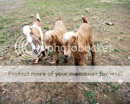 HELP!  GOAT Bleeding! - Goats