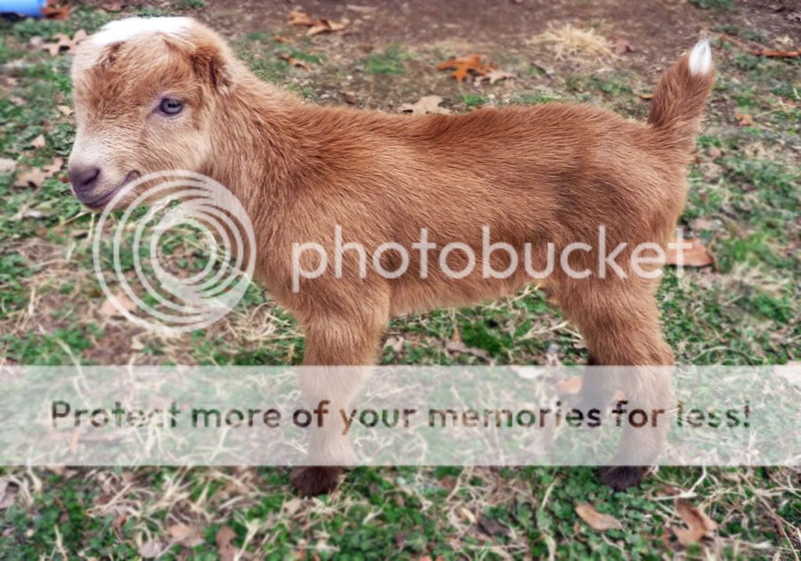 HELP!  GOAT Bleeding! - Goats