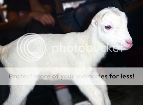 HELP!  GOAT Bleeding! - Goats