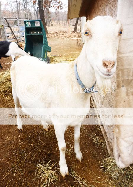 HELP!  GOAT Bleeding! - Goats