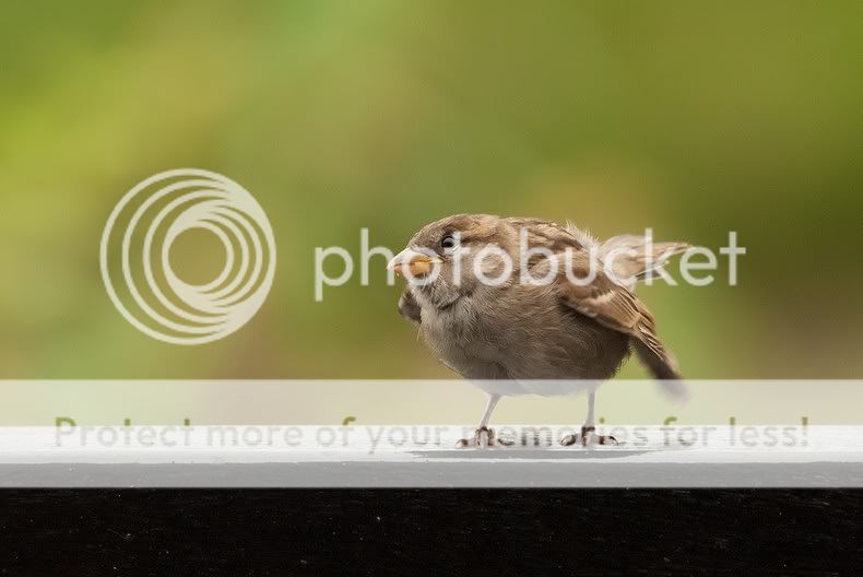 Fotografie