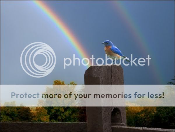rainbows.jpg
